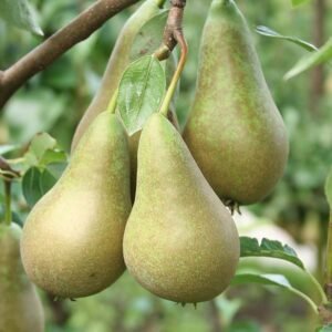 Kriaušė "Konferencinė"