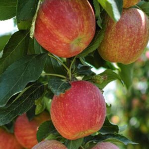 kordona kolonine obelis