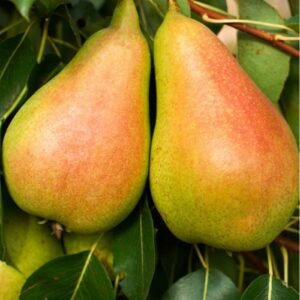 Kriaušė "Kliapo mėgstamoji"