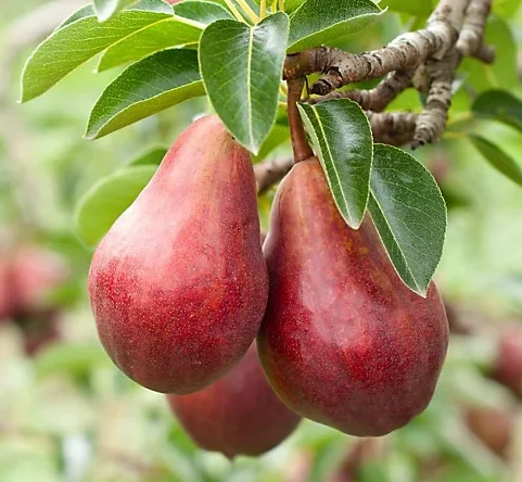 krimson kolonine kriause