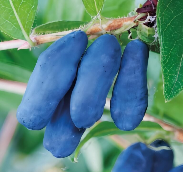 leningradskij velikan sausmedis