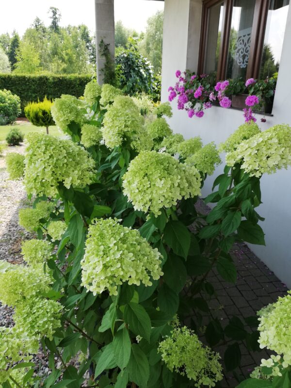 hortenzija limelight