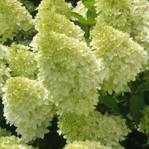 limelight hortenzija