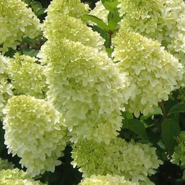 limelight hortenzija