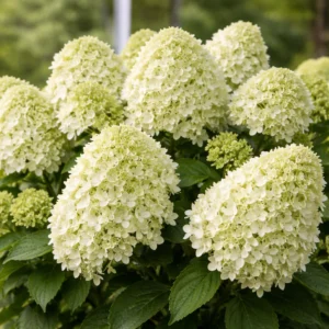 little spooky hortenzija