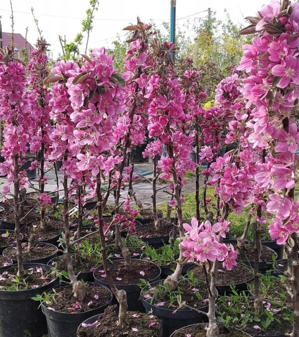 Koloninė obelis "Maypole" - Image 2