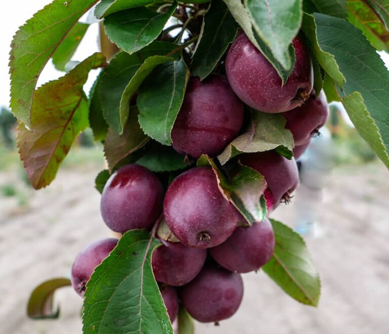 maypole kolonine obelis