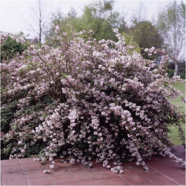 Deucija (radastas) „Mont Rose“ - Image 2