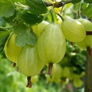 mucurines zalias agrastas