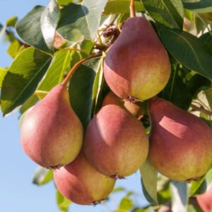 obelisk kolonine kriause
