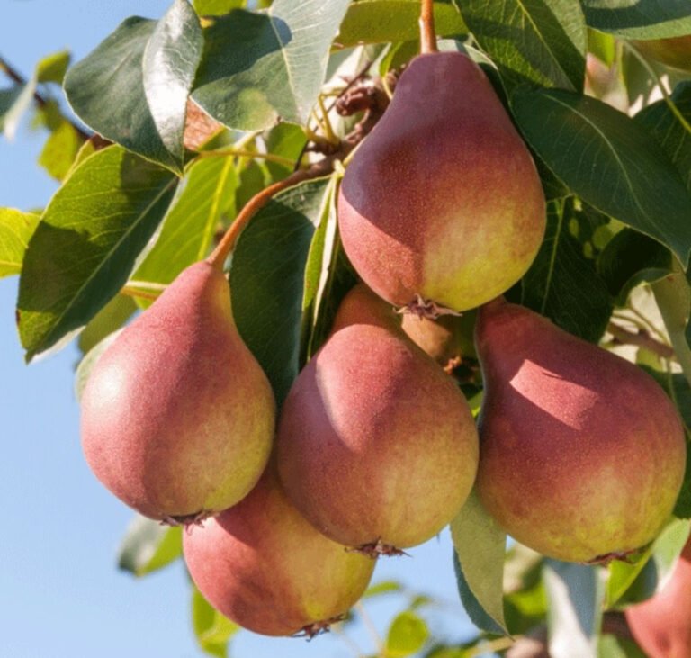 obelisk kolonine kriause