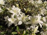 Rododendras „Palestrina“ - Image 2