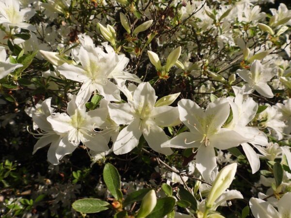 Rododendras „Palestrina“ - Image 2