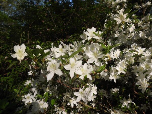 Rododendras „Palestrina“ - Image 3