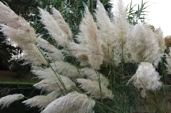 Argentininė kartaderija WHITE FEATHER - Image 2