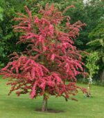 Gudobelė "Paul Scarlet" - Image 2