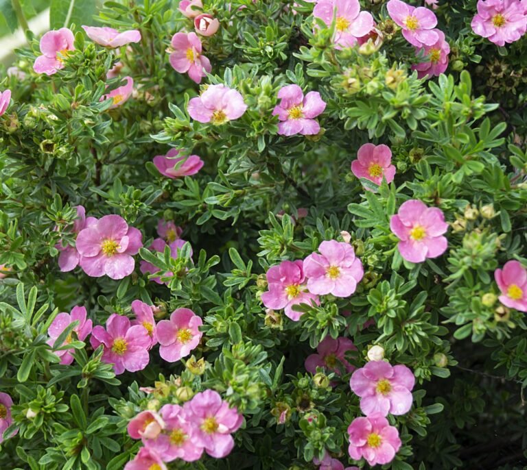 pink queen sidabrazole