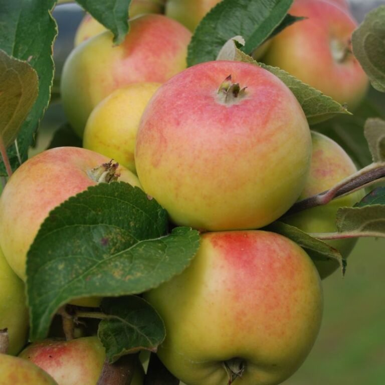 polka kolonine obelis