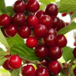 prunus tomentosa pukuota vysnia