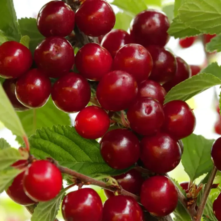 prunus tomentosa pukuota vysnia