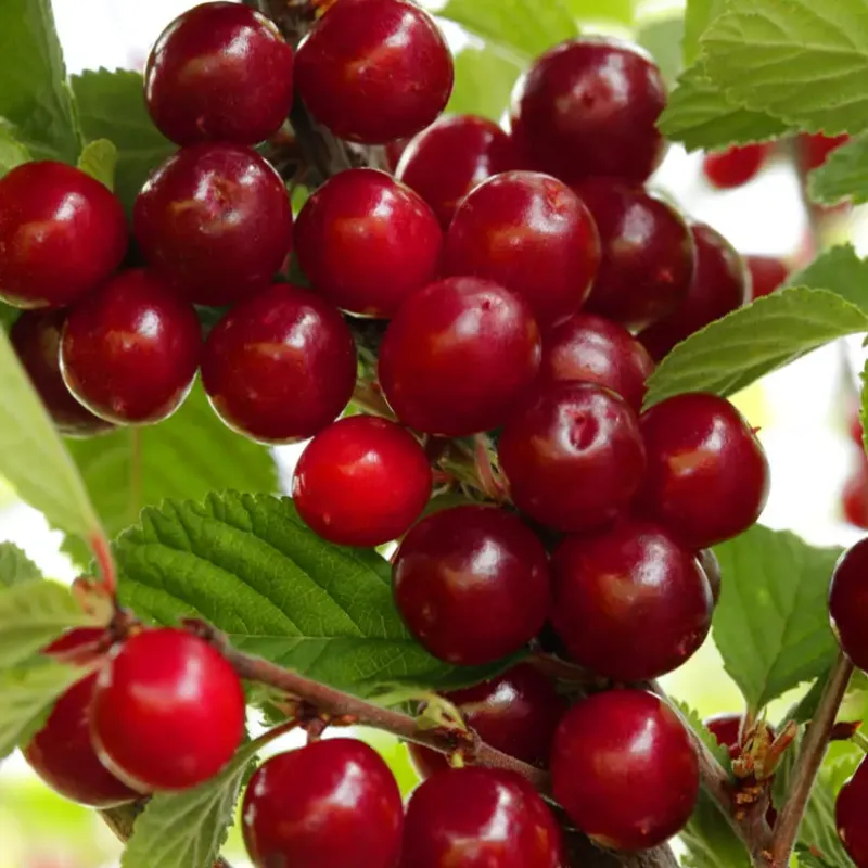 prunus tomentosa pukuota vysnia prunus tomentosa pukuota vysnia