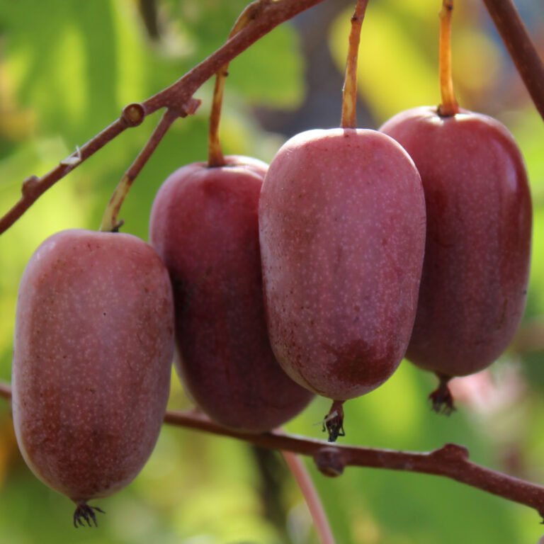 purpurna sadowa aktinidija