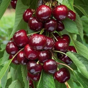 queen Mary kolonine tresne