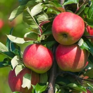 red cats kolonine obelis