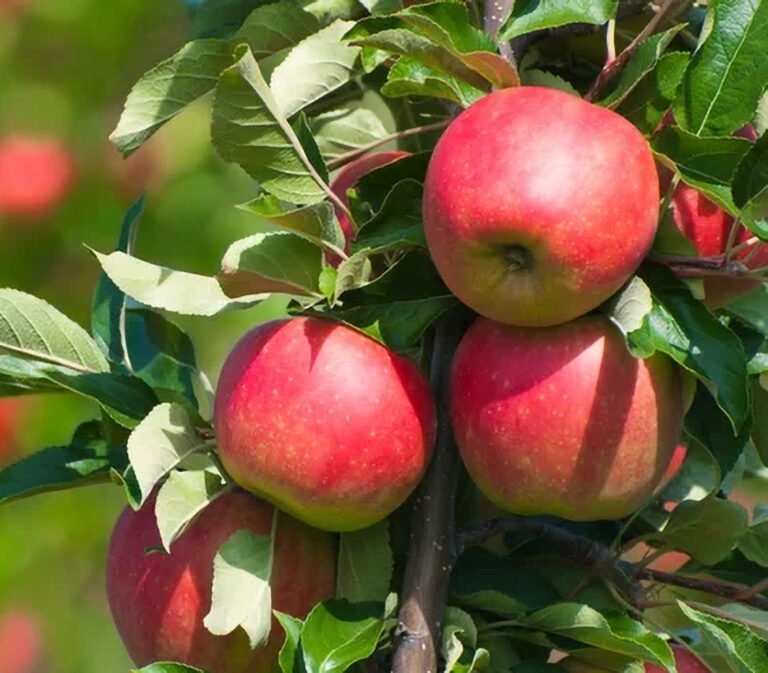 red cats kolonine obelis