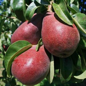 Kriaušė Red Favoritka