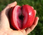 Obelis Redlove