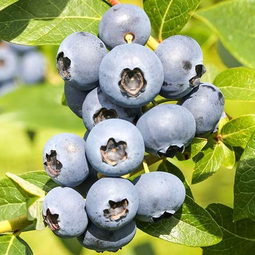 reka šilauogė ankstyva