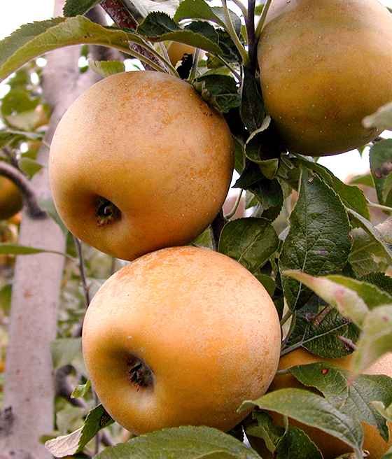 renetas kolonine obelis