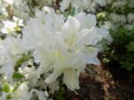 Rododendras „Palestrina“