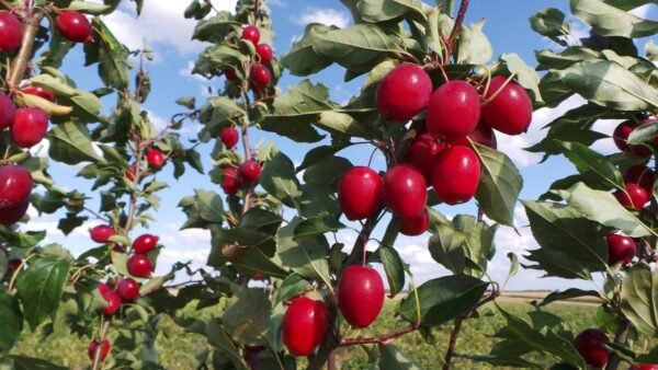 Rojaus obelis raudonais obuoliukais - Image 2