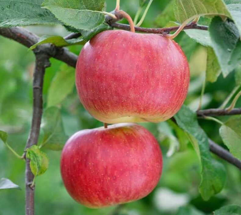 rubinola obelis obelis rubinola