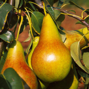 saphira kolonine kriause