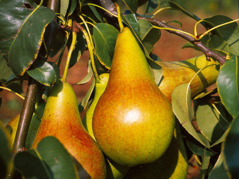 saphira kolonine kriause