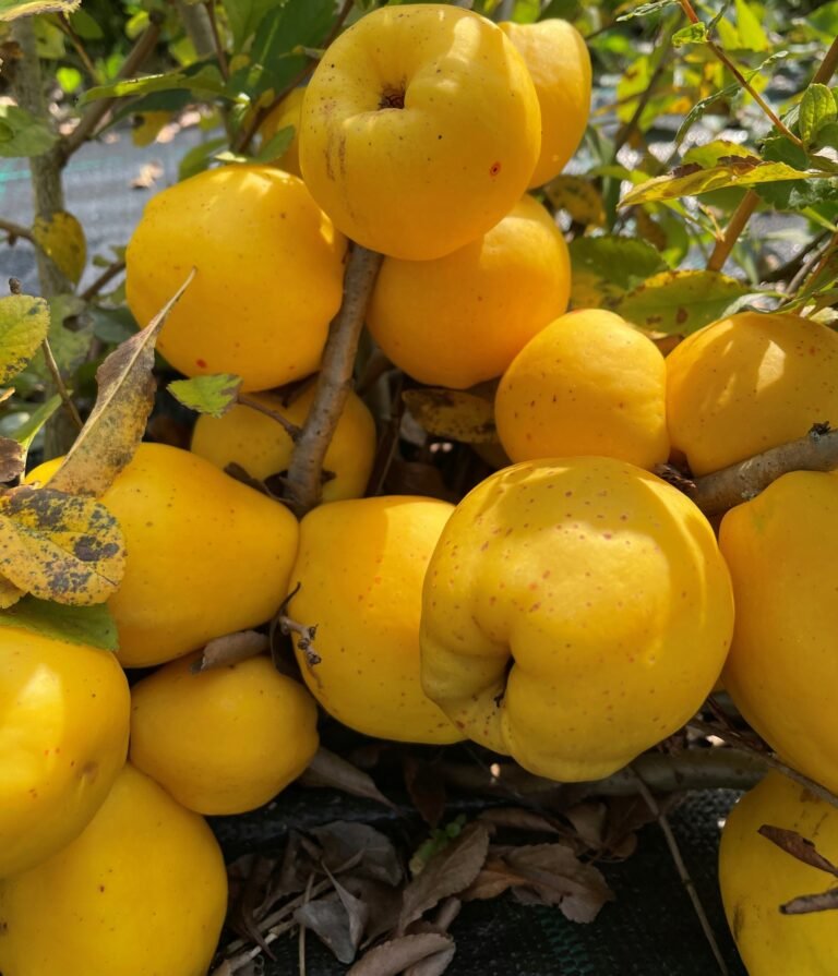 sargentii bespyglis svarainis