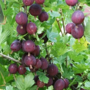 severnyj kapitan agrastas