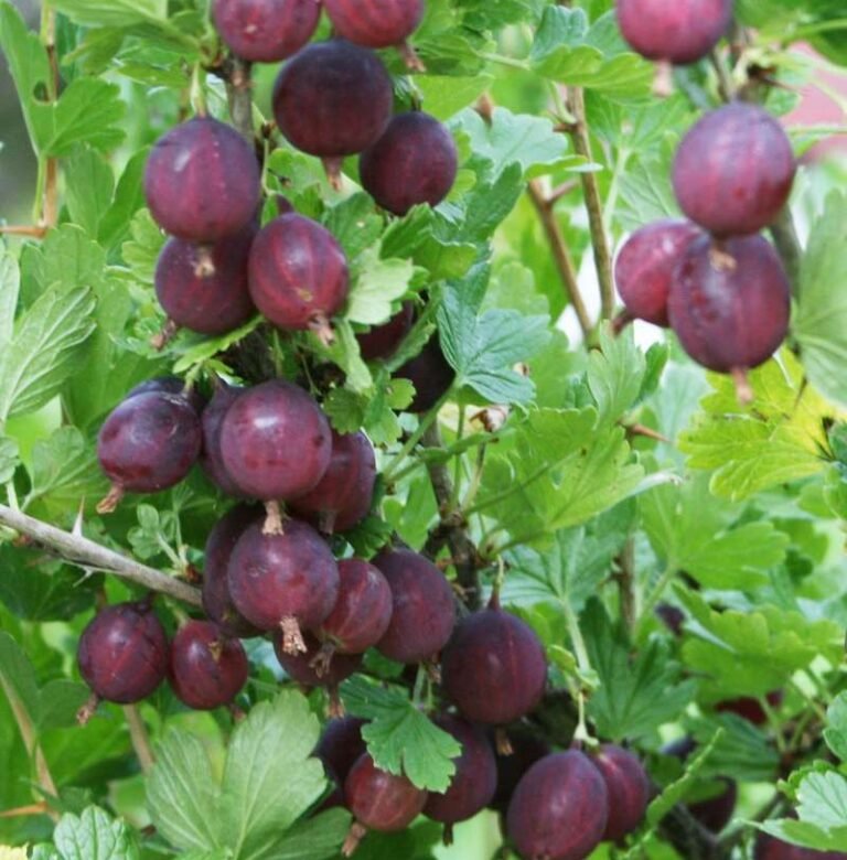 severnyj kapitan agrastas