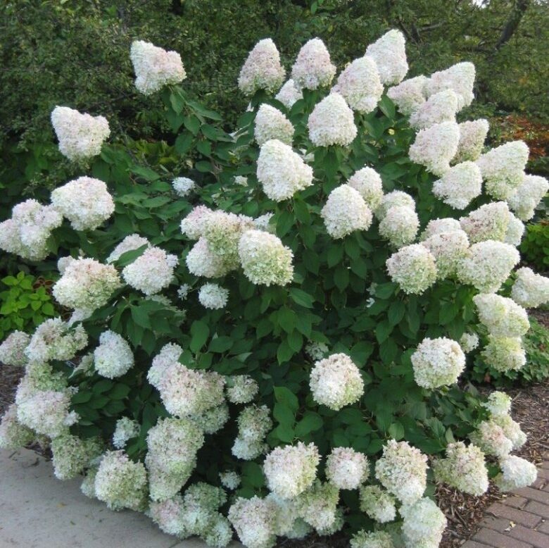 silver dollar hortenzija silver dollar hortenzija