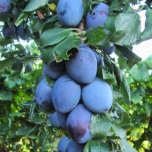 Koloninė slyva "Fruca"