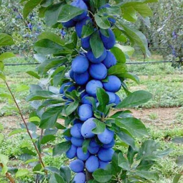 Koloninė slyva "Fruca" - Image 2