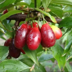 swietljaczok sedula skiepyta