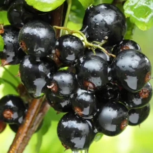 tihope juodasis serbentas