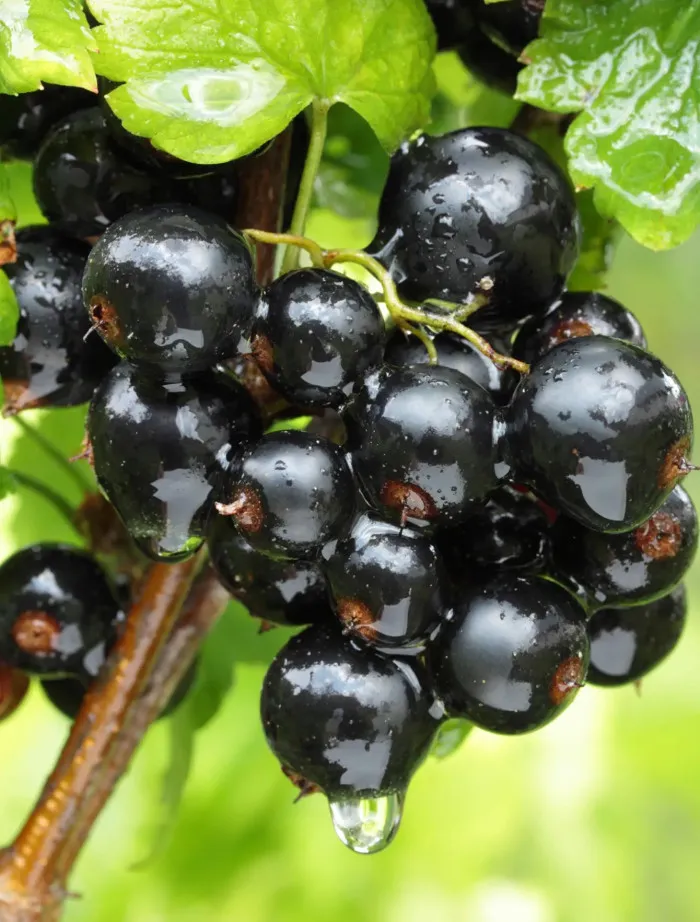 tihope juodasis serbentas