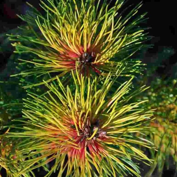 KABLELINĖ PUŠIS 'TUKAN' - Image 2