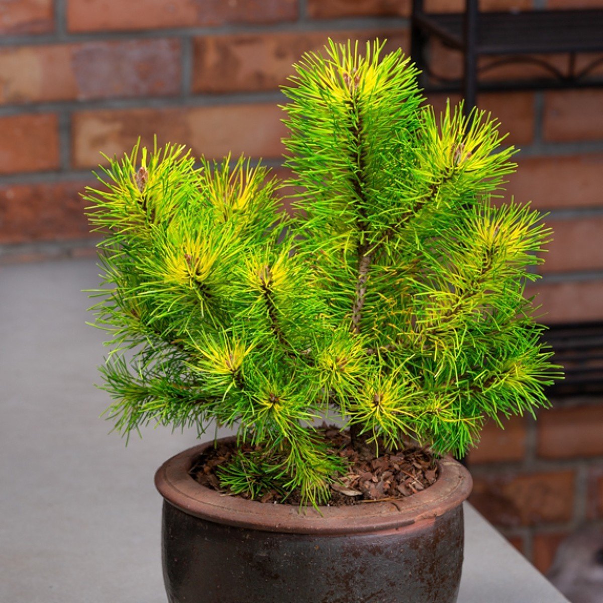 tukan-tukan.jpg KABLELINĖ PUŠIS 'TUKAN' - Image 1