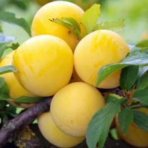 Slyva Uleno Renklodė